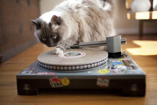 Кот DJ - царапка