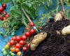 TomTato - инновационный гибрид помидора и картофеля