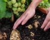 TomTato - инновационный гибрид помидора и картофеля