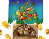 TomTato - инновационный гибрид помидора и картофеля