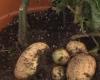 TomTato - инновационный гибрид помидора и картофеля