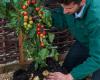 TomTato - инновационный гибрид помидора и картофеля