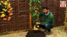 TomTato - инновационный гибрид помидора и картофеля